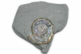 Iridescent Ammonite (Psiloceras) Fossil - England #350957-1